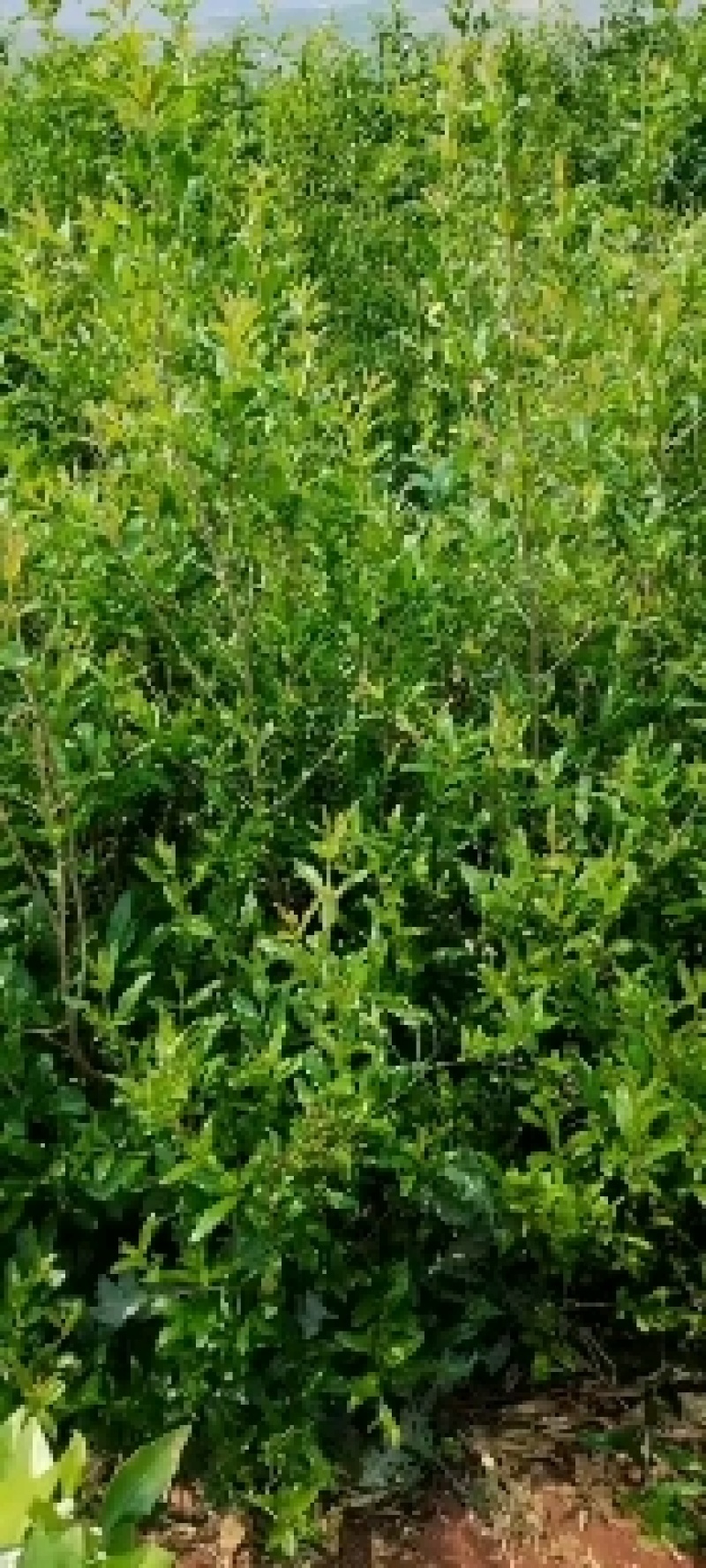 云南丽江卜甲晚熟大果型黑籽石榴苗月龄苗至三年苗