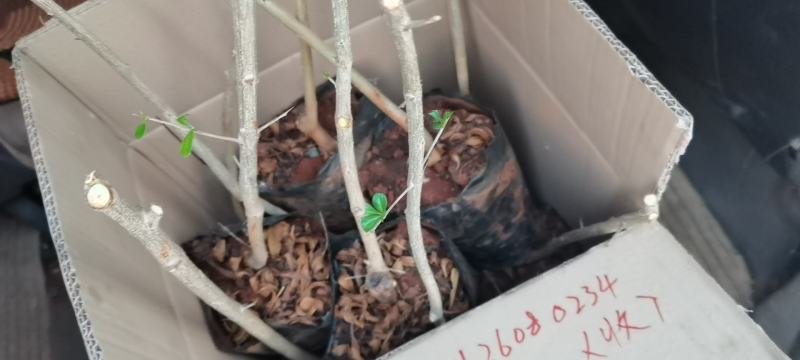 云南丽江卜甲晚熟大果型黑籽石榴苗月龄苗至三年苗