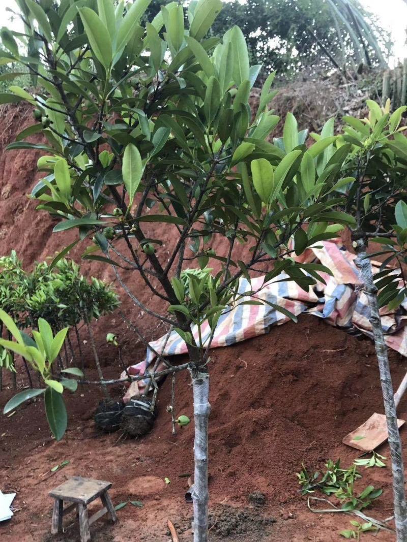 岭南山竹树苗树苗盆栽地栽南方树苗四季种植