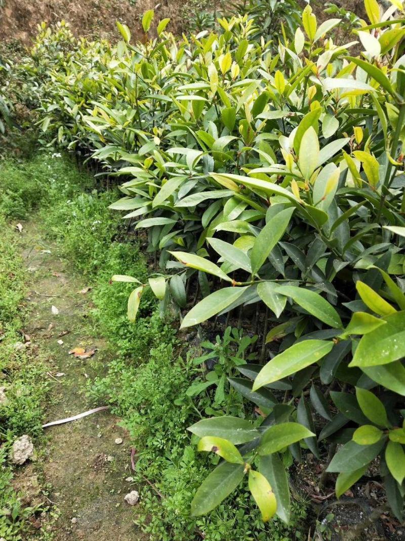 岭南山竹树苗树苗盆栽地栽南方树苗四季种植