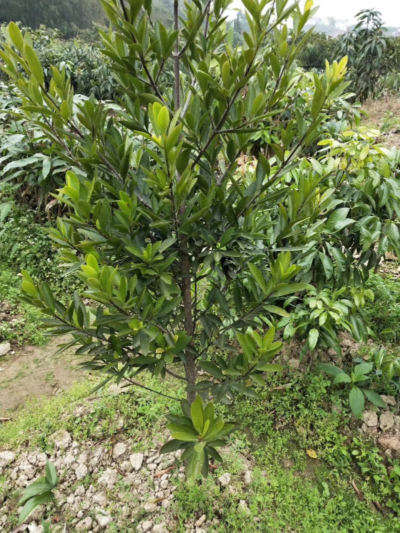 岭南山竹树苗树苗盆栽地栽南方树苗四季种植