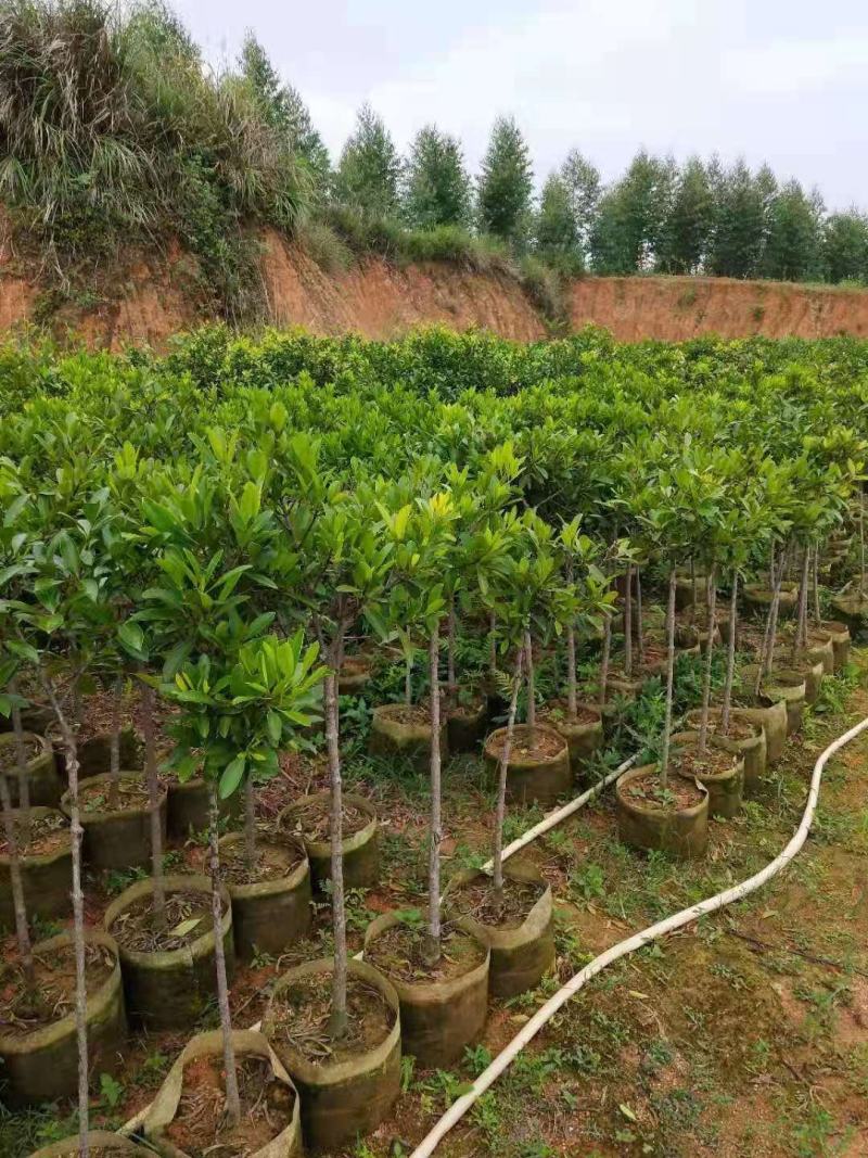 岭南山竹树苗树苗盆栽地栽南方树苗四季种植