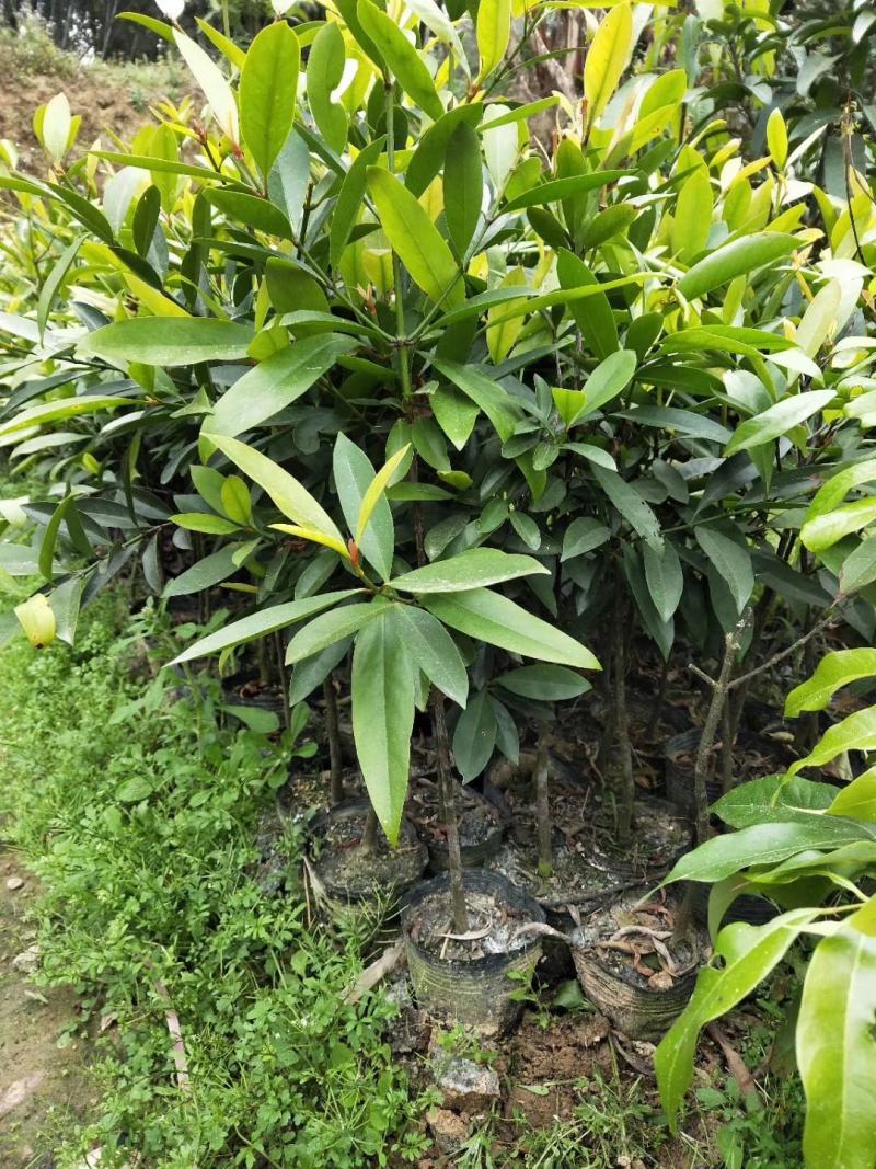 岭南山竹树苗树苗盆栽地栽南方树苗四季种植