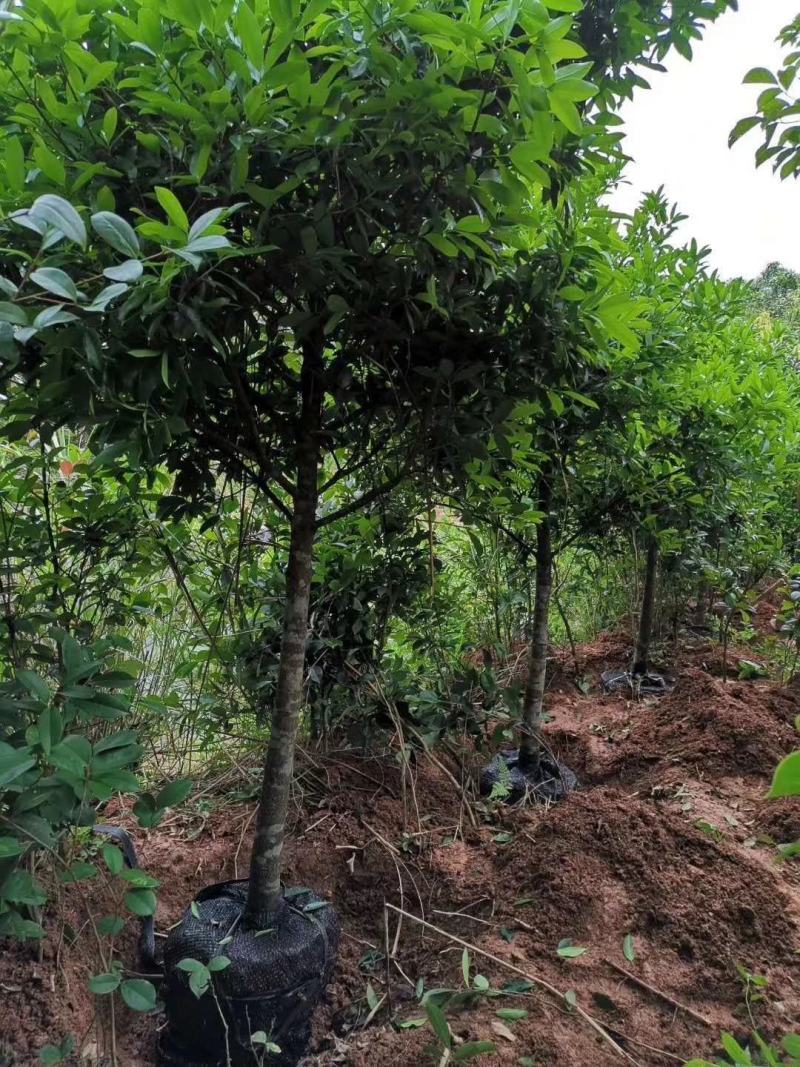 岭南山竹树苗树苗盆栽地栽南方树苗四季种植