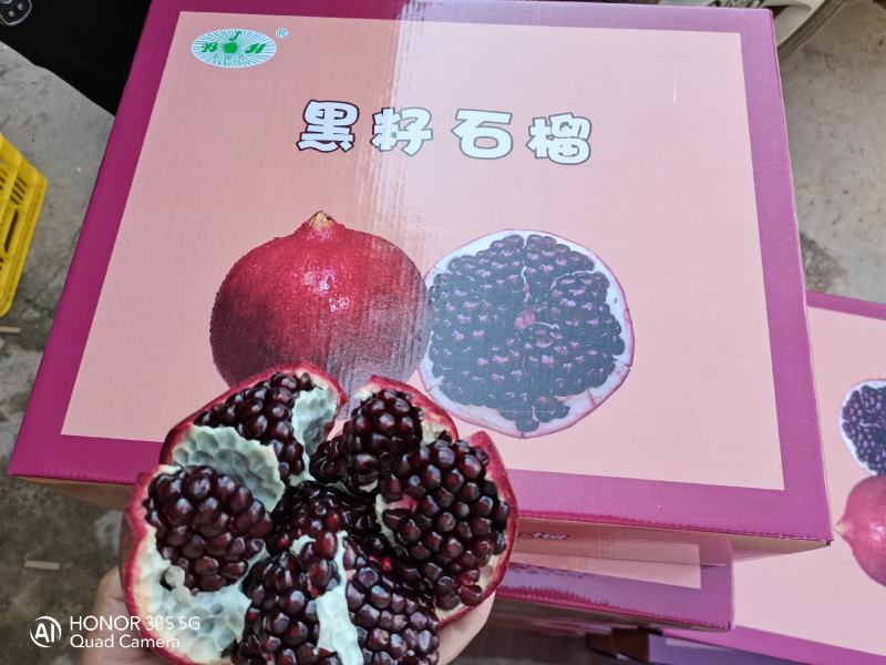 云南丽江卜甲晚熟大果型黑籽石榴苗月龄苗至三年苗