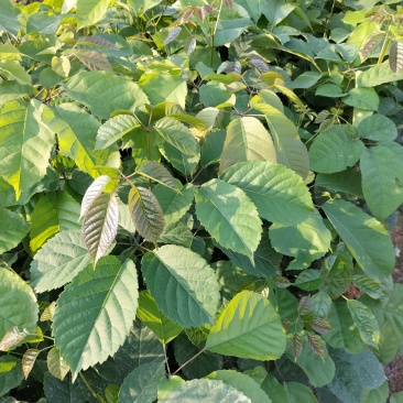 紫花风铃木营养小杯苗，路边公园旅游景区之一树苗