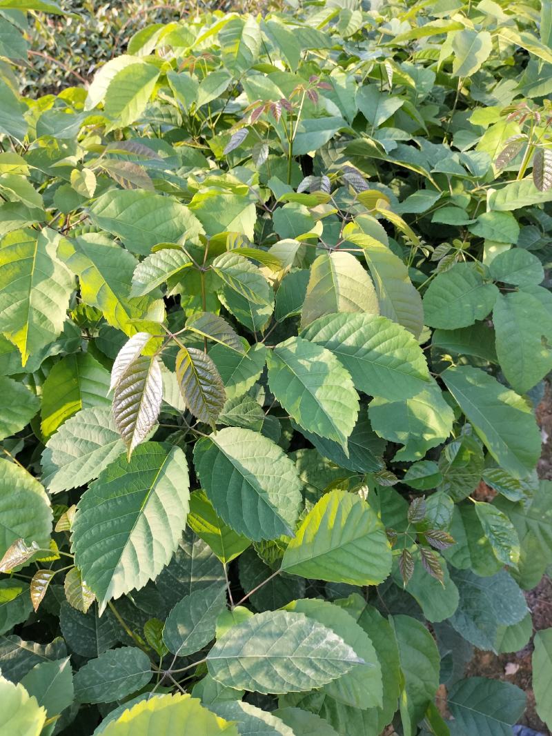 紫花风铃木营养小杯苗，路边公园旅游景区之一树苗