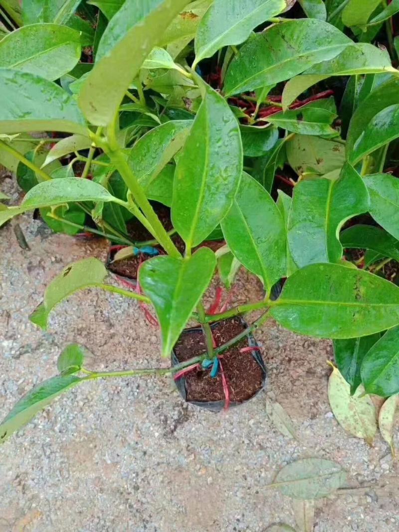 山竹树苗泰国无核树苗盆栽地栽南方树苗四季种植