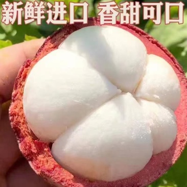 山竹树苗泰国无核树苗盆栽地栽南方树苗四季种植