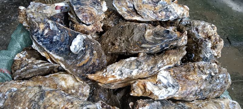 湛江净化肥蚝产地供应包肥新鲜产地视频一对一服务