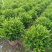 A货非洲茉莉球型，一手货源基地直供