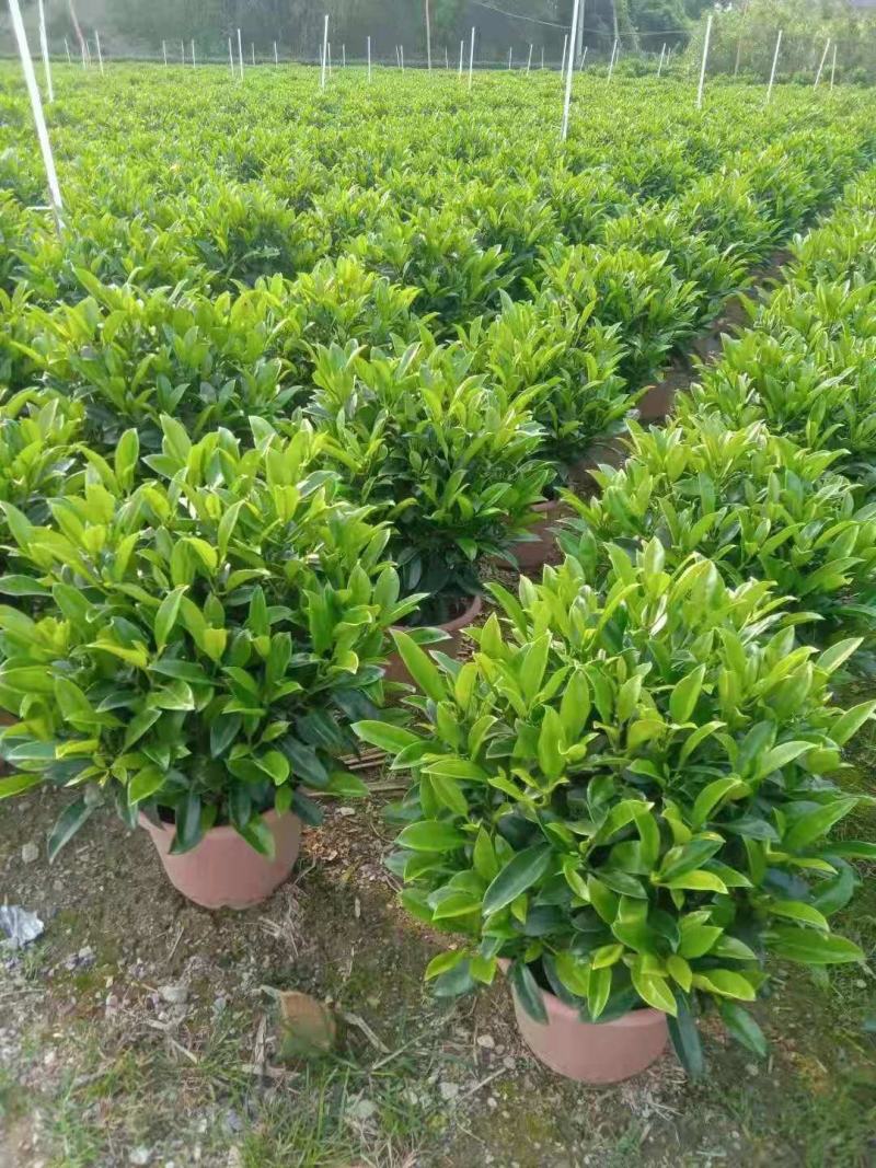 A货非洲茉莉球型，一手货源基地直供