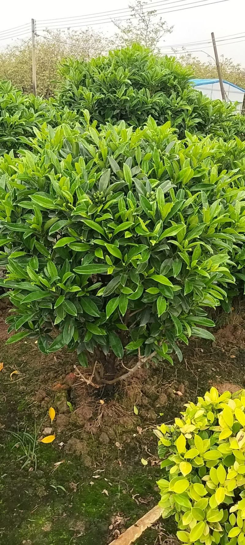 A货非洲茉莉球型，一手货源基地直供