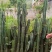 仙人柱