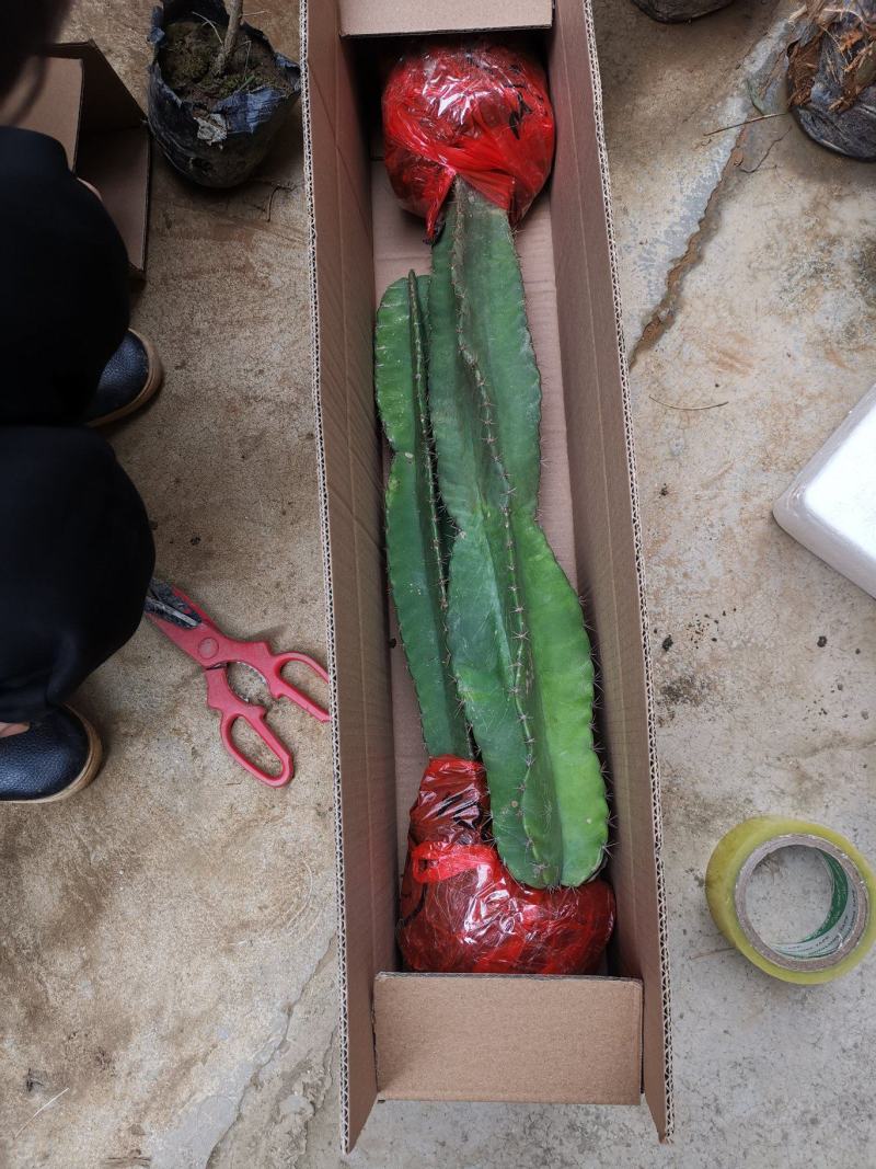 仙人柱