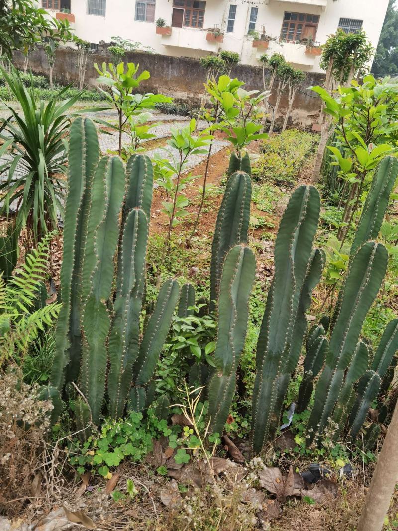 仙人柱