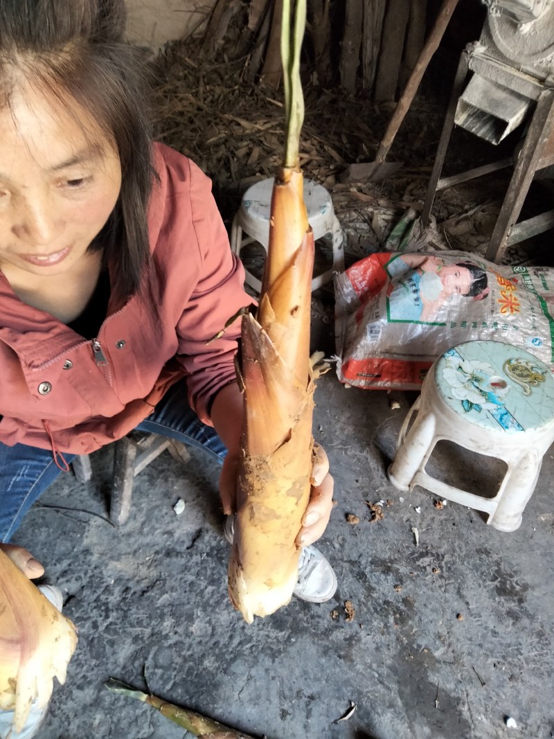 高山新鲜野生甜苦笋，一手货源，每天现挖现发，口感脆甜！…