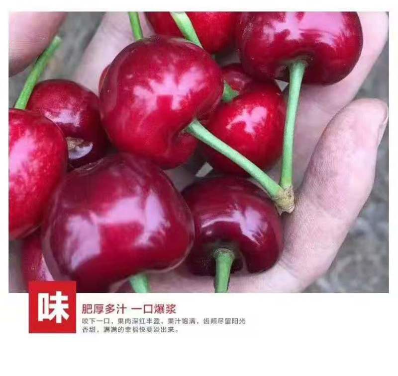 山东青岛平度大樱桃