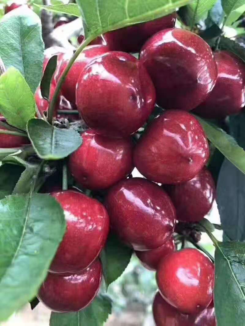 山东青岛平度大樱桃