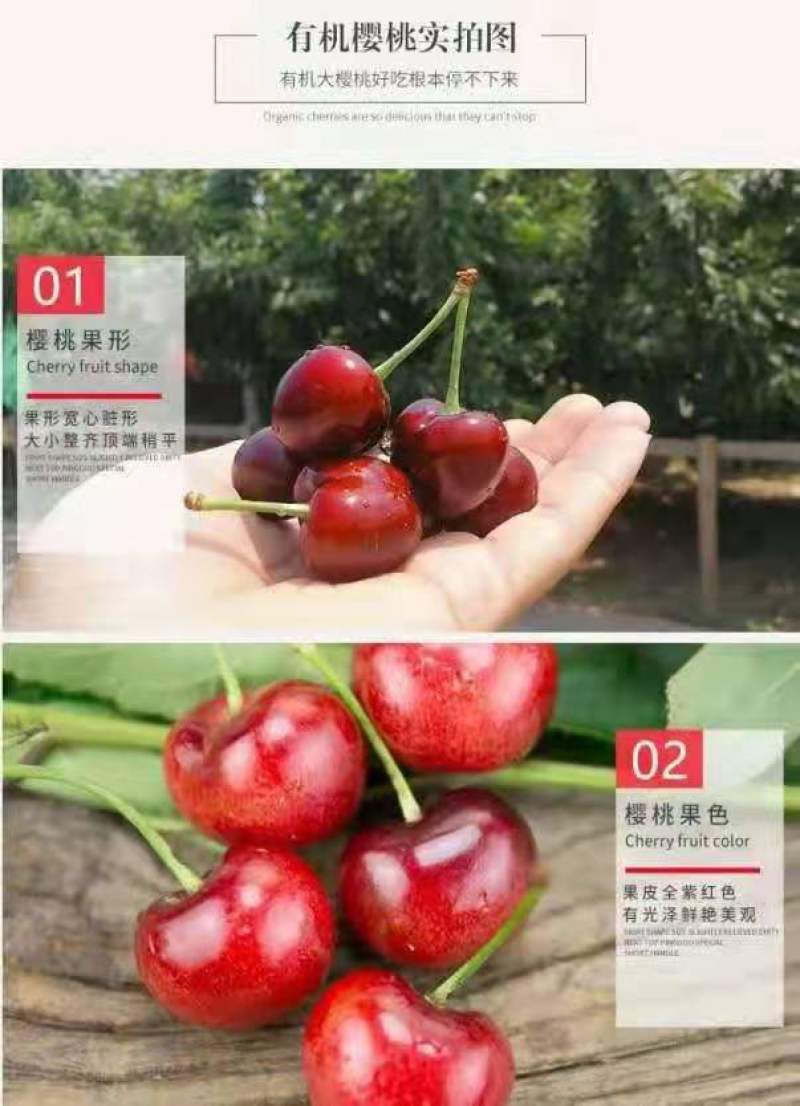 山东青岛平度大樱桃