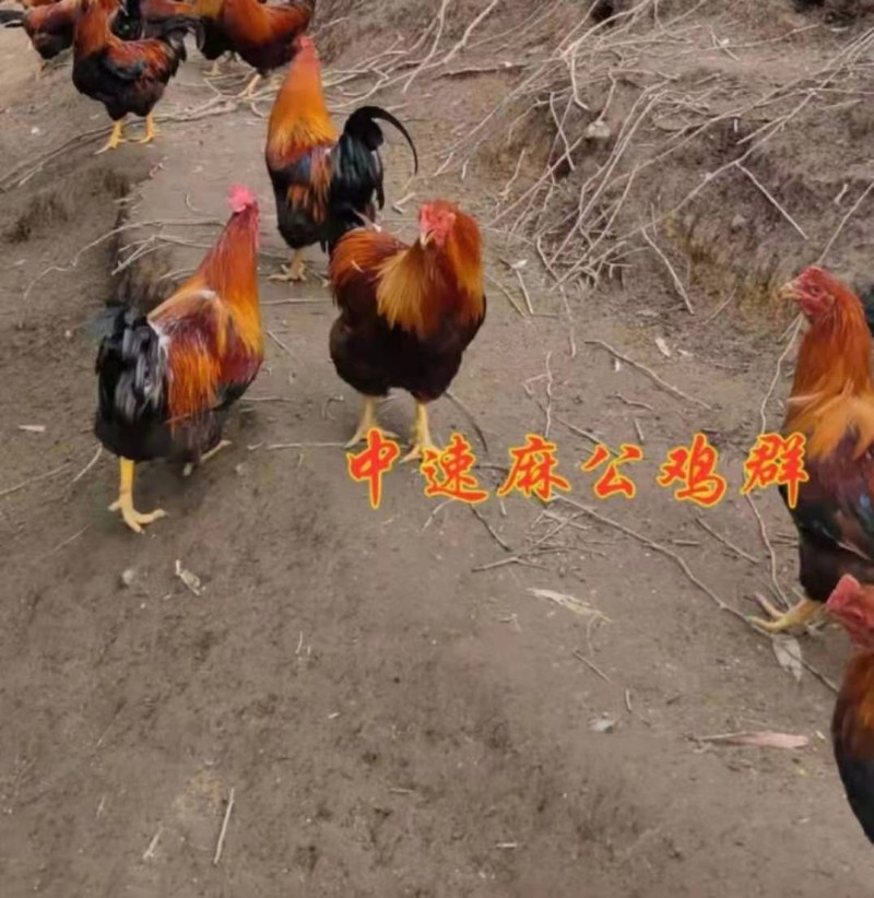 优质鸡苗阉鸡苗红毛土鸡公苗散养阉鸡苗质量很好