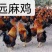 优质鸡苗阉鸡苗红毛土鸡公苗散养阉鸡苗质量很好
