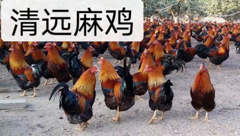优质鸡苗阉鸡苗红毛土鸡公苗散养阉鸡苗质量很好