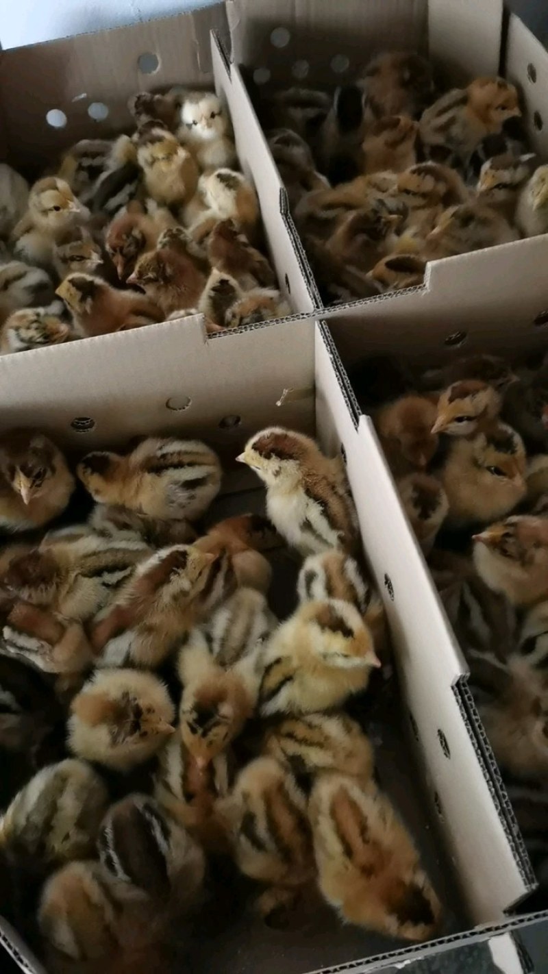 优质鸡苗阉鸡苗红毛土鸡公苗散养阉鸡苗质量很好