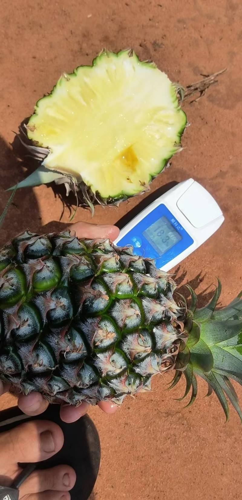 海南金贴凤梨17号大量