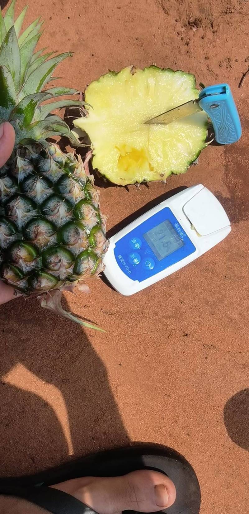 海南金贴凤梨17号大量