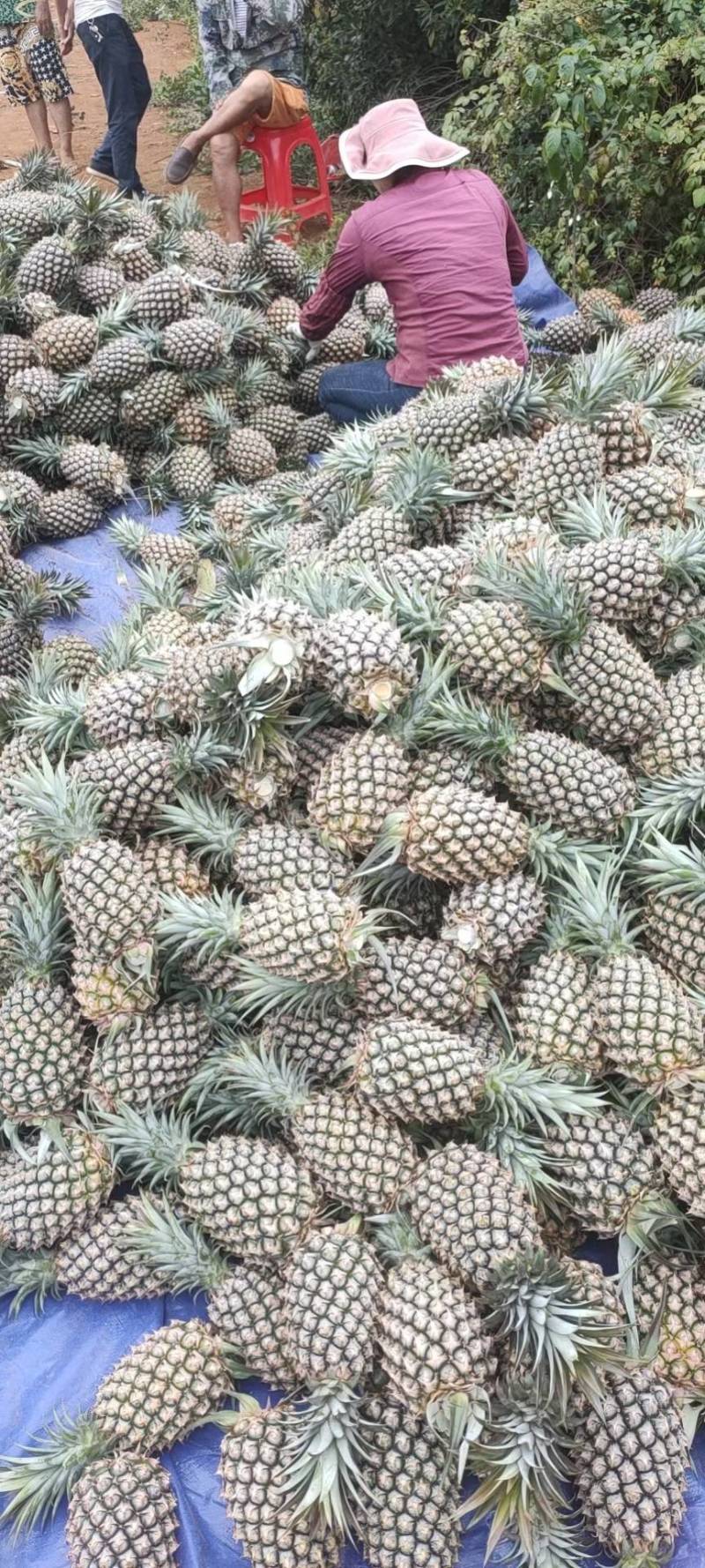 海南金贴凤梨17号大量