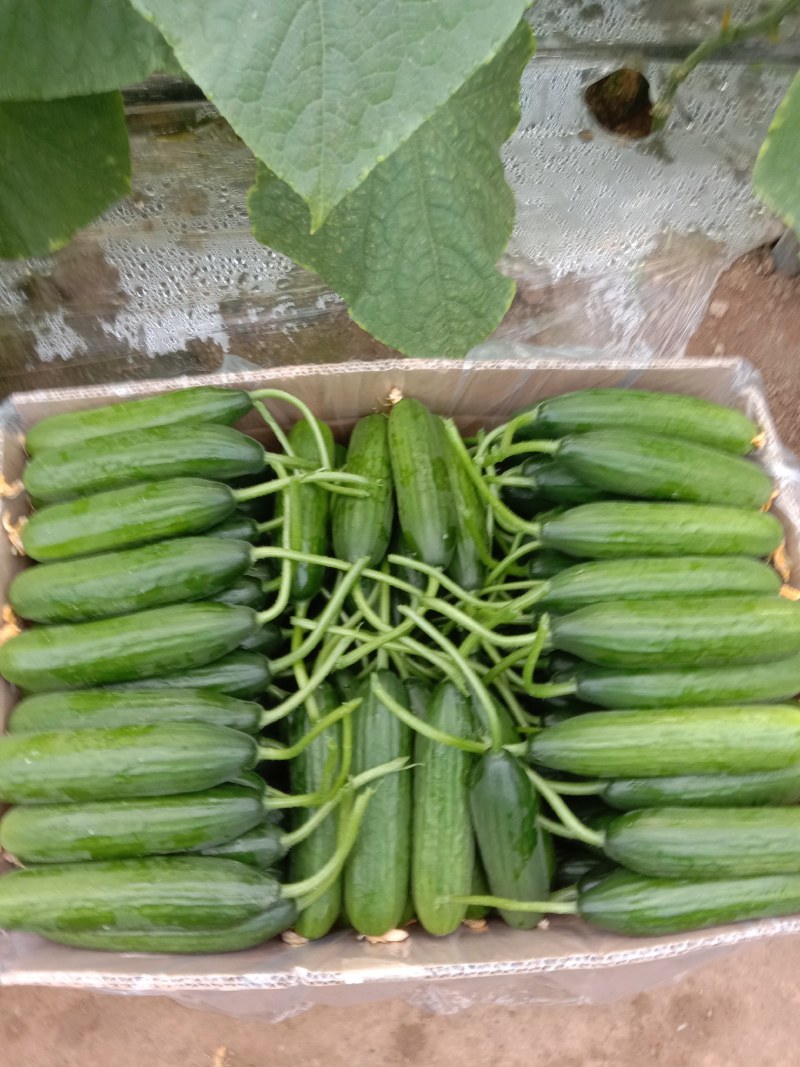小黄瓜