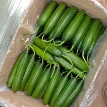 小黄瓜