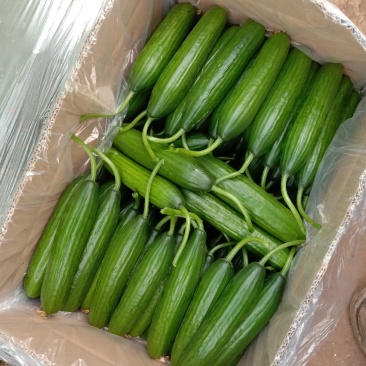 小黄瓜