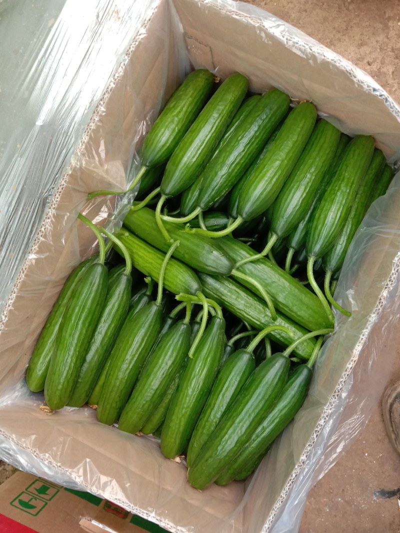 小黄瓜