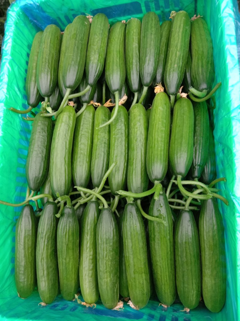 小黄瓜