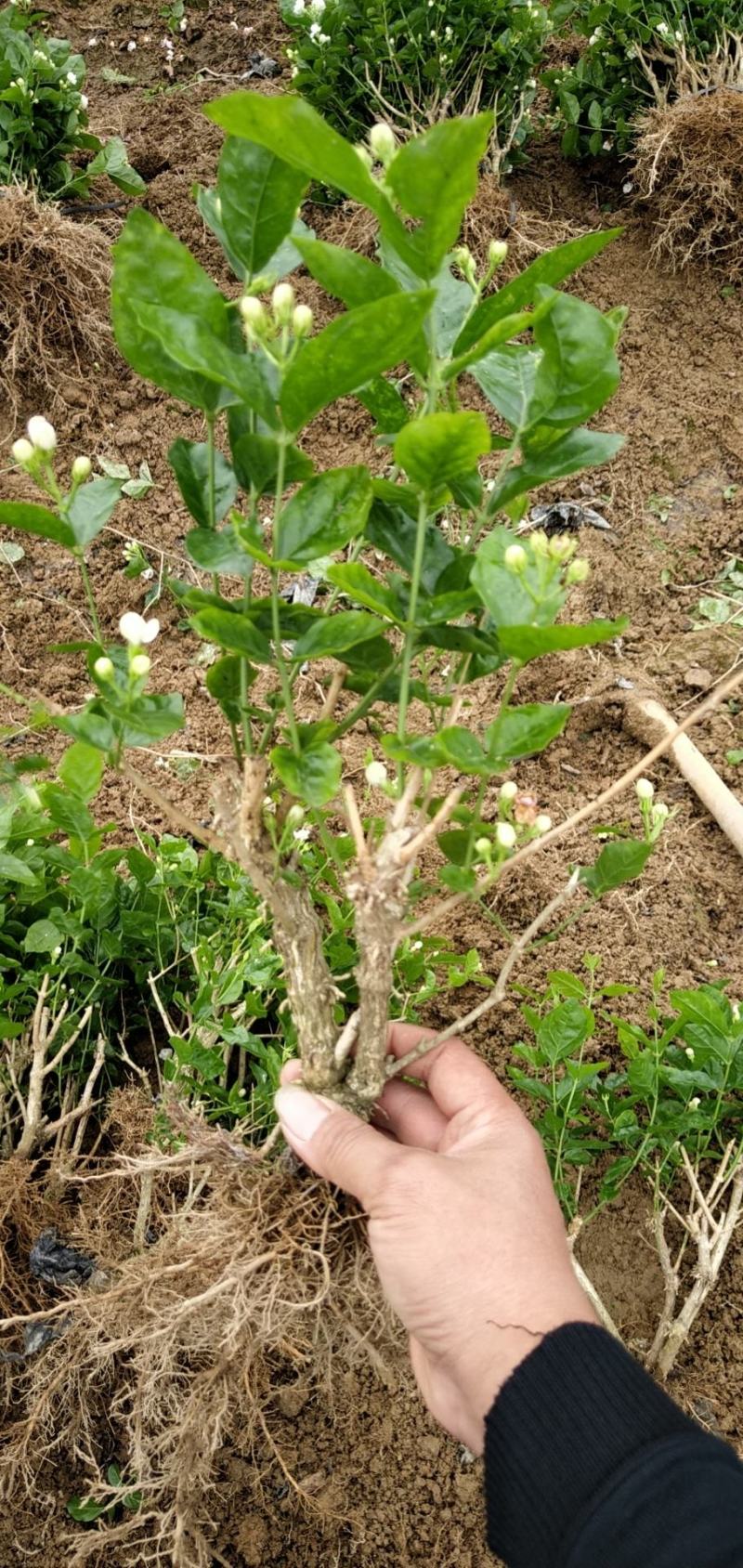 顺丰包邮茉莉花苗茉莉盆栽4年苗500棵起批包邮