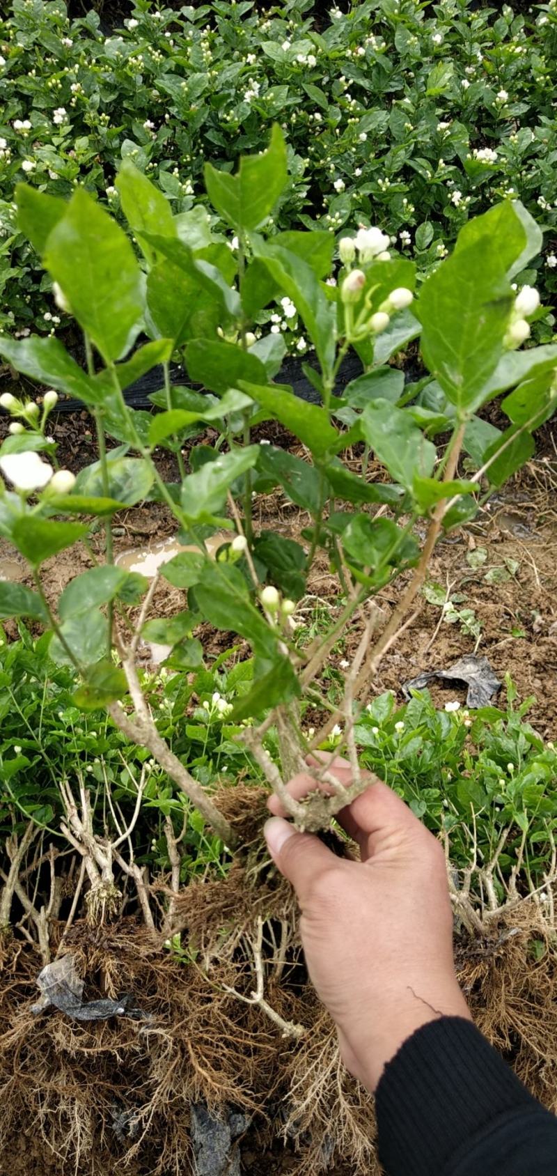 顺丰包邮茉莉花苗茉莉盆栽4年苗500棵起批包邮