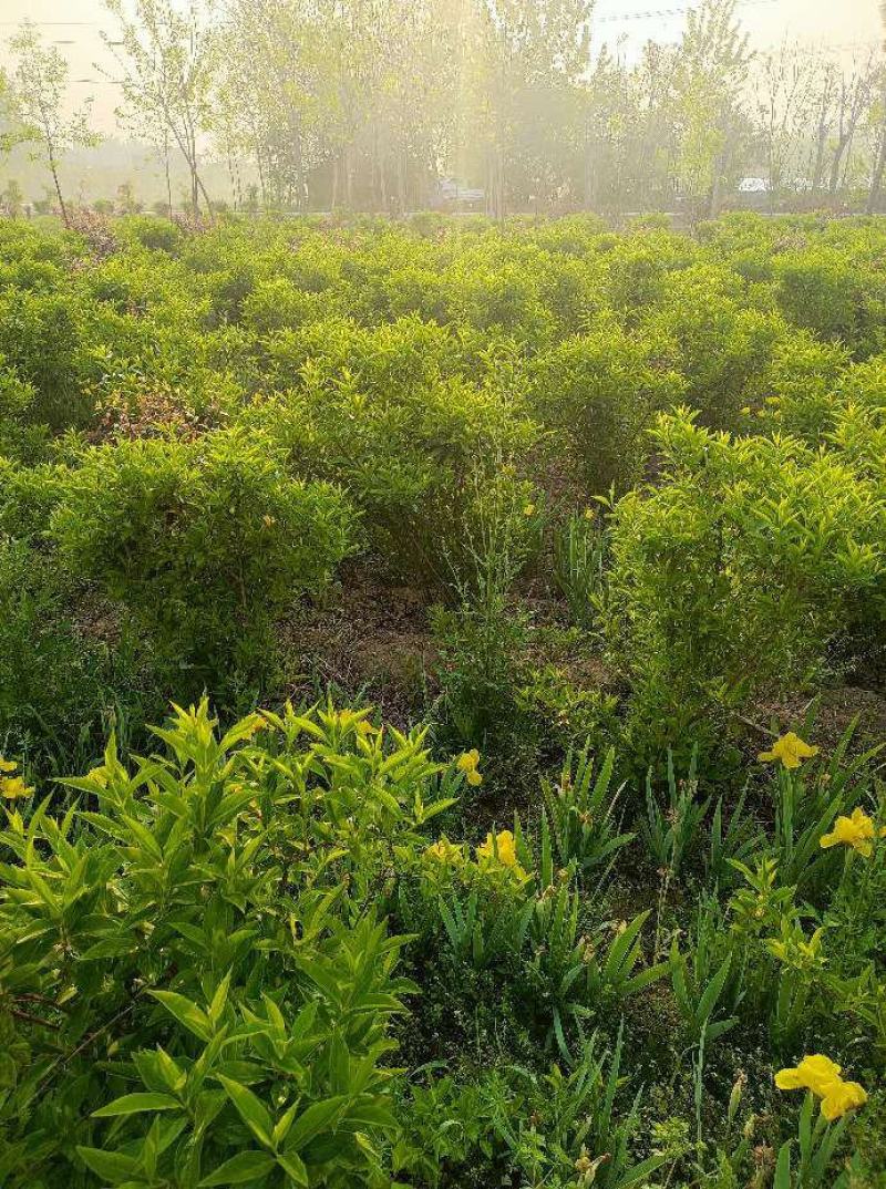 连翘球