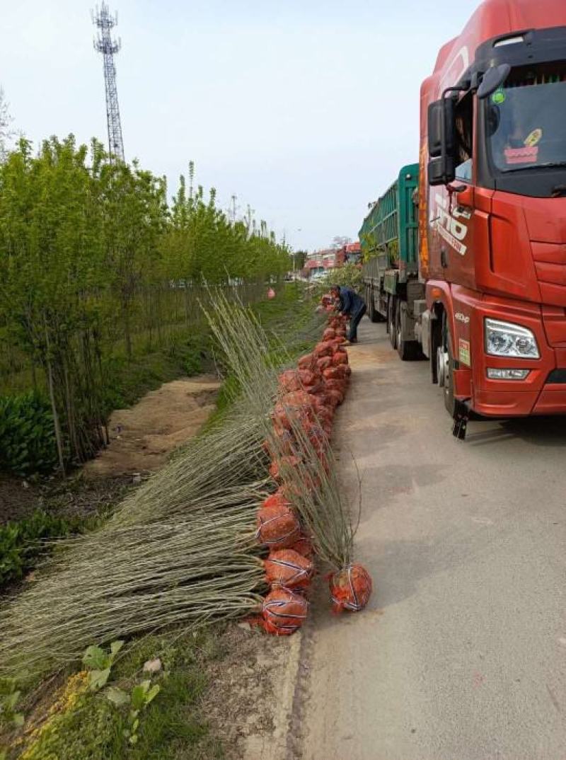 丛生木槿
