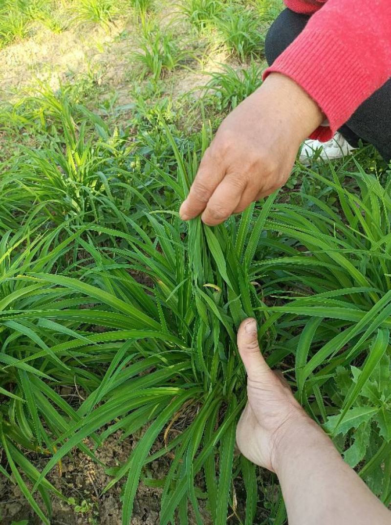 金娃娃萱草