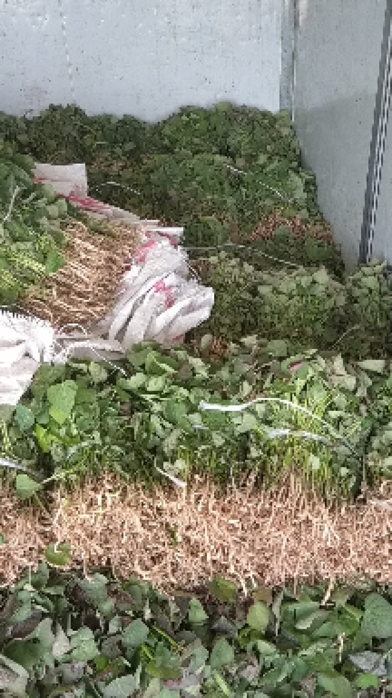 济薯苗，脱毒原种济薯26薯苗，西瓜红苗，高端品种薯苗——