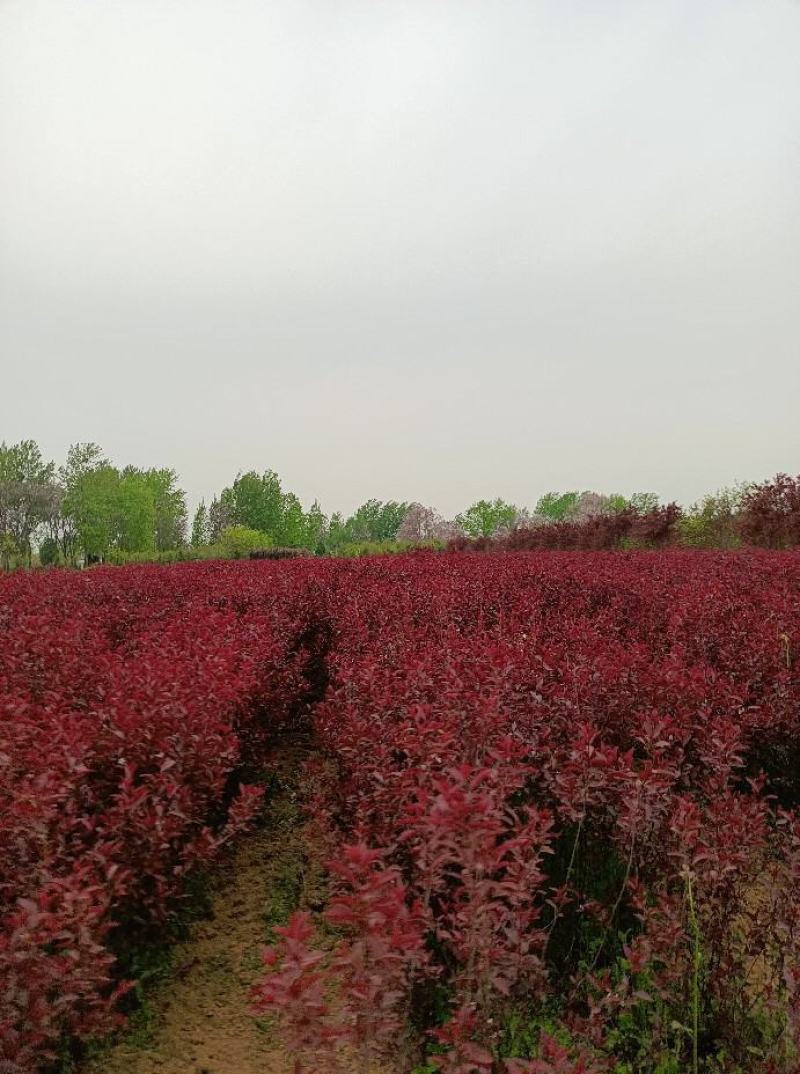 紫叶矮樱