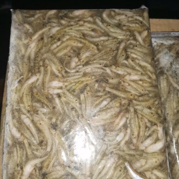 小黄鱼，