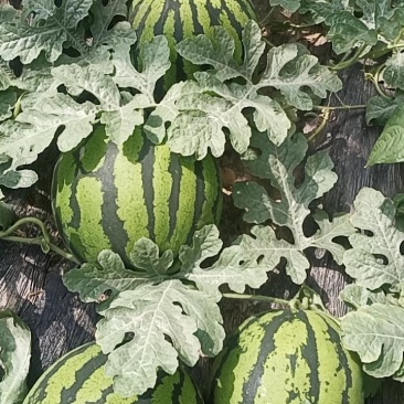 莘县甜王西瓜大量上市了，瓜皮薄，口感好，农户直销