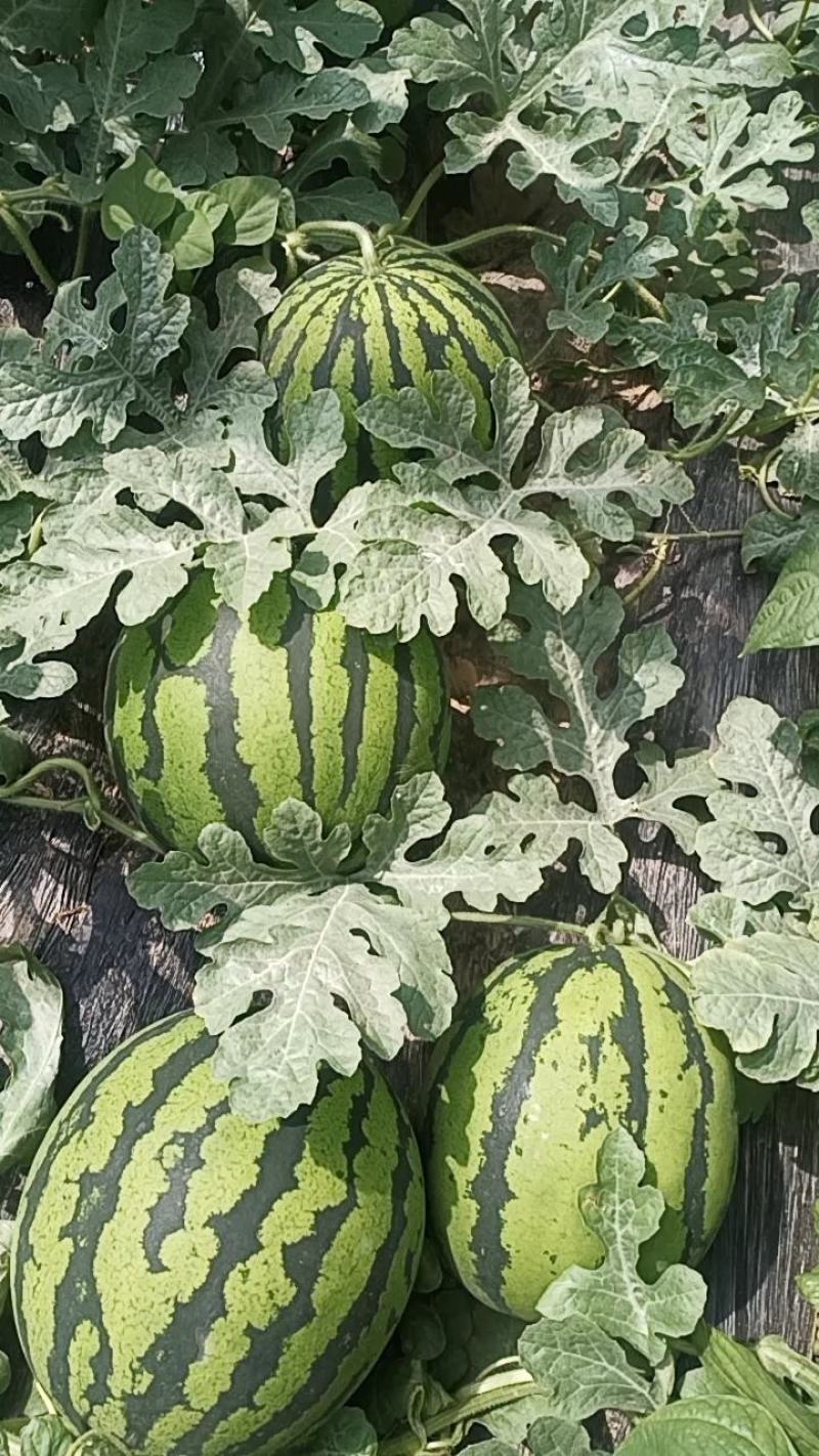 莘县甜王西瓜大量上市了，瓜皮薄，口感好，农户直销