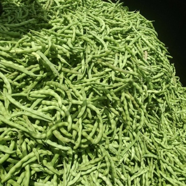 🔥肉豆大量上市现摘现卖新鲜一步到位欢迎咨询
