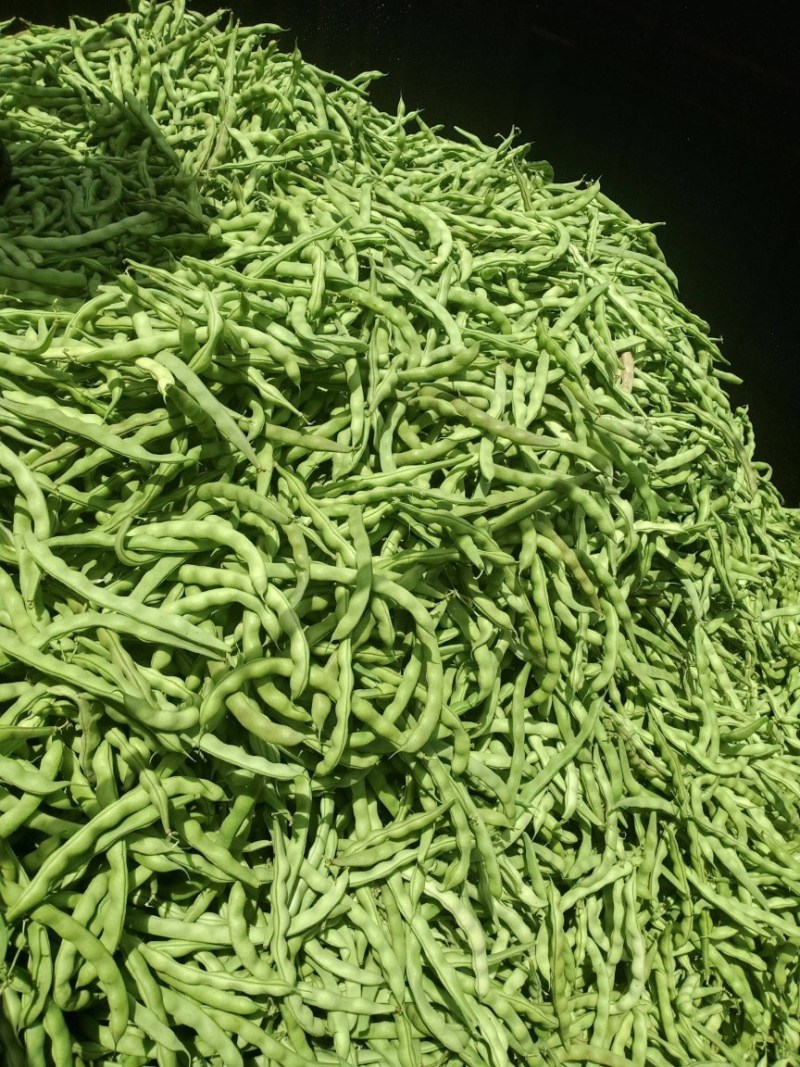 🔥肉豆大量上市现摘现卖新鲜一步到位欢迎咨询