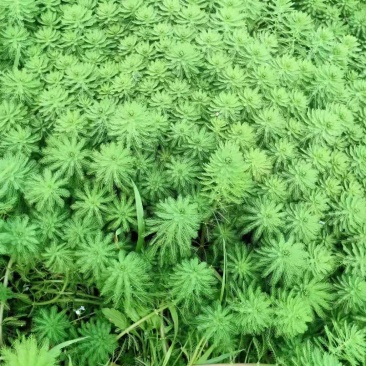 狐尾藻，金鱼藻，穗花狐尾藻，粉绿狐尾藻。