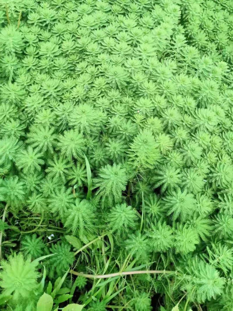 狐尾藻，金鱼藻，穗花狐尾藻，粉绿狐尾藻。